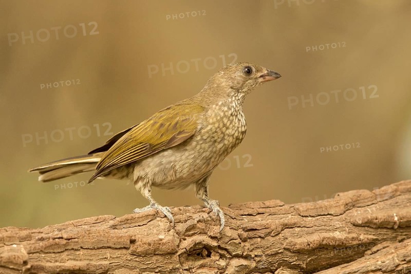 Spotted Honeyguide (Indicator maculatus), Gambia, Africa