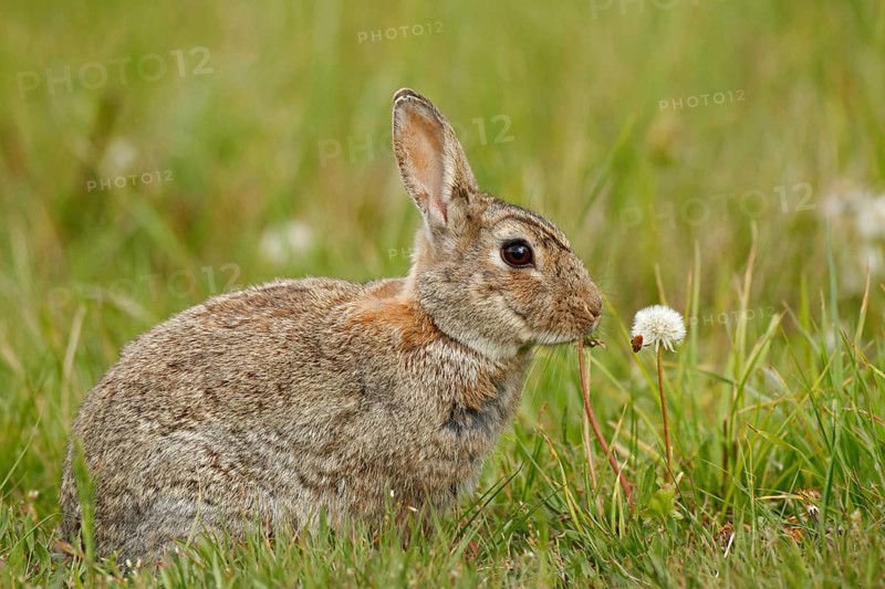 Cute rabbit with flower dandelion sitting in grass during Easter