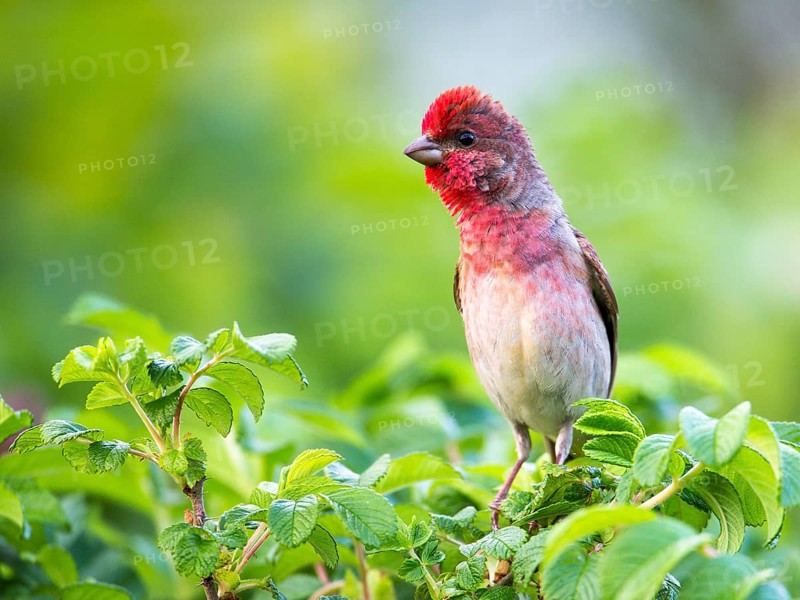 Common Rosefinch (Carpodacus erythrinus) male, Mecklenburg-Western Pomerania, Germany, Europe
