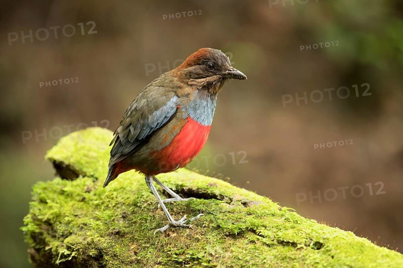 Whiskered Pitta (Erythropitta kochi) male perched on mossy stone, Quezon, Philippines, Asia