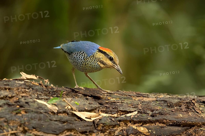 Blue Pitta (Hydrornis cyaneus) male perched on an old tree trunk, Kaeng Krachan, Thailand, Asia
