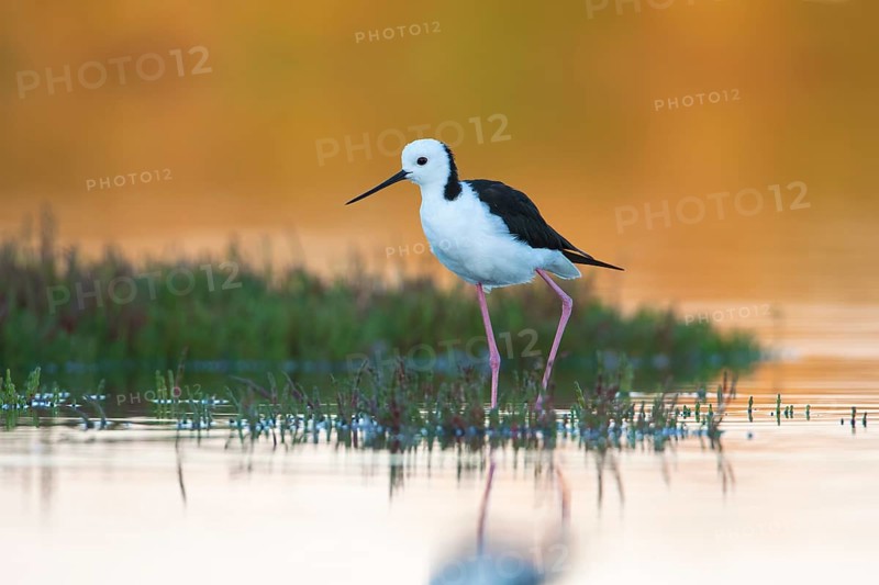 White-headed Stilt (Himantopus leucocephalus), Victoria, Australia, Oceania