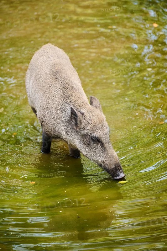 Wild boar (Sus scrofa) standing in the water, Bavarian Forest, Bavaria, Germany, Europe