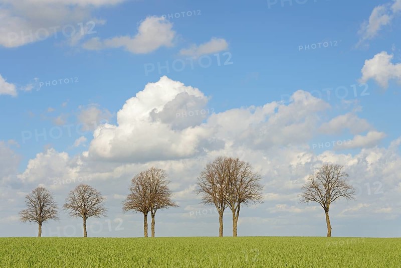 Row of trees, bare lime trees (Tilia) on a green grain field, blue cloudy sky, North Rhine-Westphalia, Germany, Europe