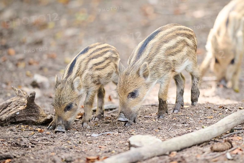 Wild boar (Sus scrofa) squeaker in a forest, Bavaria, Germany, Europe