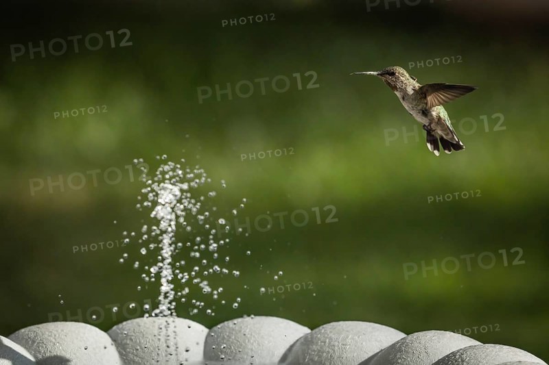 Hummingbird in flight