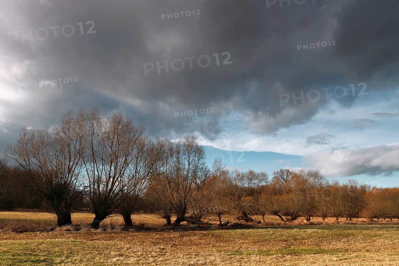 Pollarded willows along a ditch in a meadow, Middle Elbe Biosphere Reserve, Saxony-Anhalt, Germany, Europe