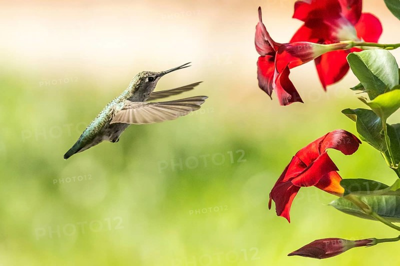 Hummingbird in flight