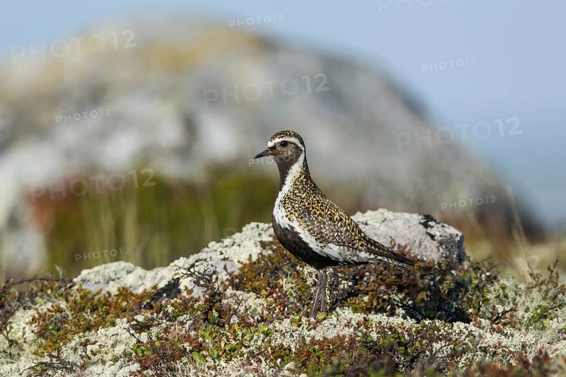 European golden plover (Pluvialis apricaria), camouflaged in tundra vegetation, Northern Norway, Norway, Europe