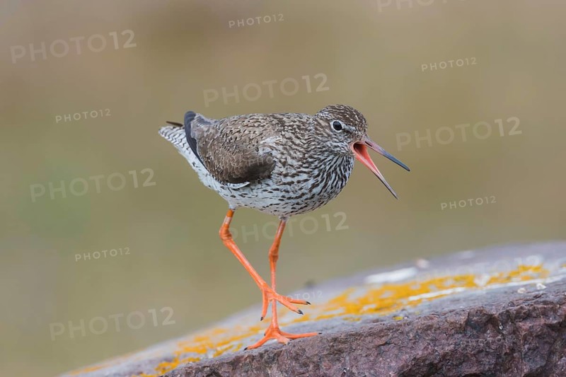 Redshank warns on stone, shouting, Öland Island, Sweden, Europe