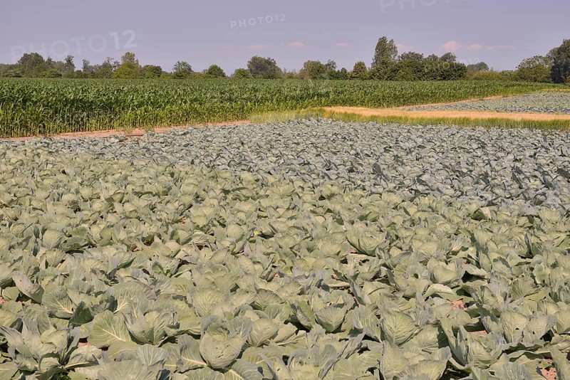 Cabbage crops (Brassica oleracea alba) on the Route de la Choucroute, Sauerkraut Route, near Krautergersheim, Département Bas-Rhin, Alsace, France, Europe