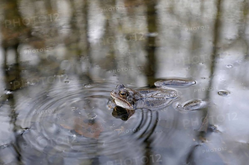 Grass frog, male, North Rhine-Westphalia, Germany, Europe