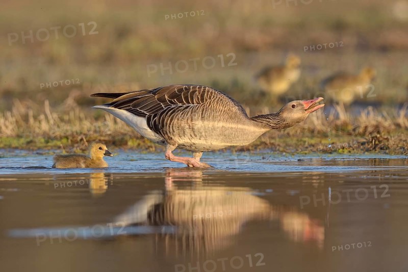 Greylag goose (Anser anser) with chick, threatening, in the water, Burgenland, Austria, Europe