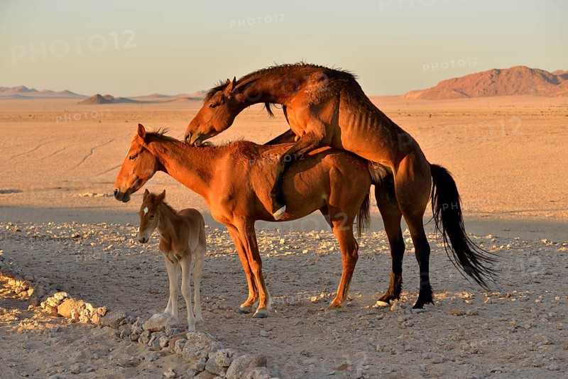 Namib desert horse, wild horses (Equus ferus), mating, foal, near Aus, Karas Region, Namibia, Africa
