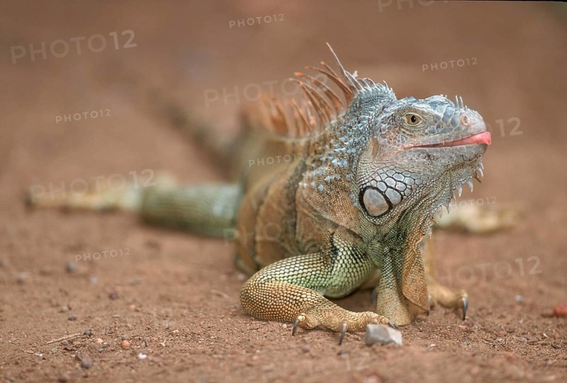 Common Iguana (Iguana iguana), Honduras, Central America