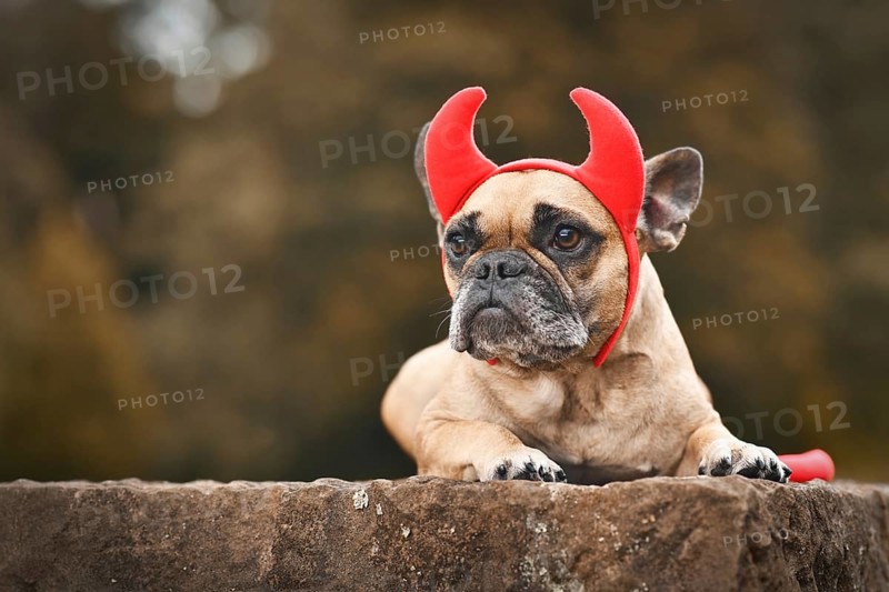 French Bulldog dog wearing Halloween costume with red devil horns and tail with copy space
