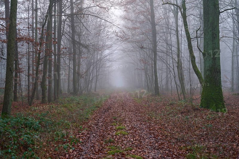 Forest path at foggy morning, Kreuzwertheim, Spessart, Bavaria, Germany, Europe