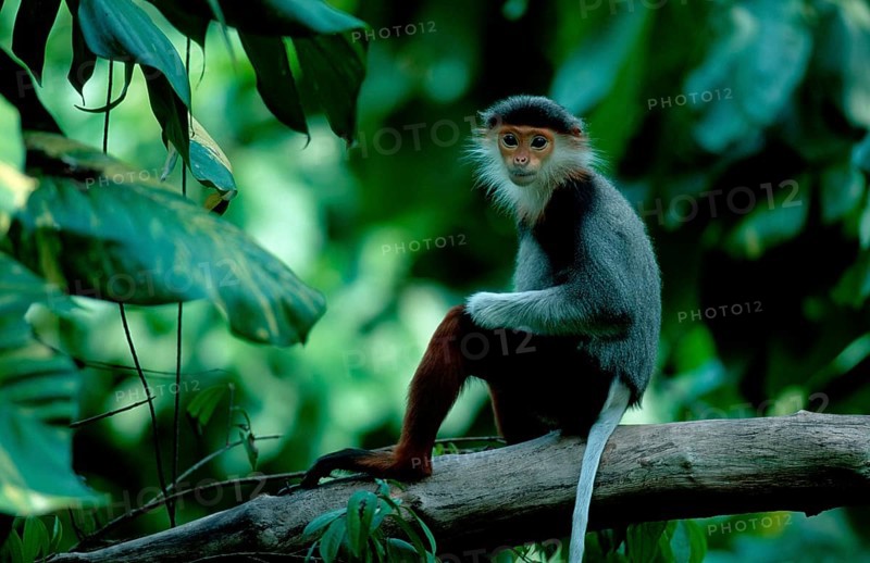 Red-shanked Douc (Pygathrix nemaeus) Langur
