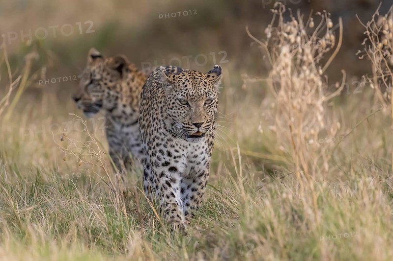 Leopard (Panthera pardus) female rear young, Moremi Game Reserve, Okavango Delta, Maun, Botswana, Africa