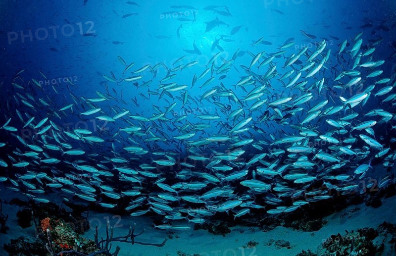 Shoal of yellow-striped fusiliers, Caesio caerulaurea, Maldives, Indian Ocean, Meemu Atoll, Asia