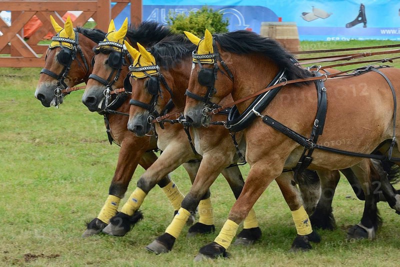 Cold-blooded horses as the titans of the race in Brück, Brandenburg
