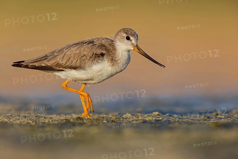 Terek sandpiper, (Xenus cinereus), animal, animals, bird, birds, snipe family, snipe, biotope, habitat, foraging Salalah, Raysut, Sohar, Oman, Asia