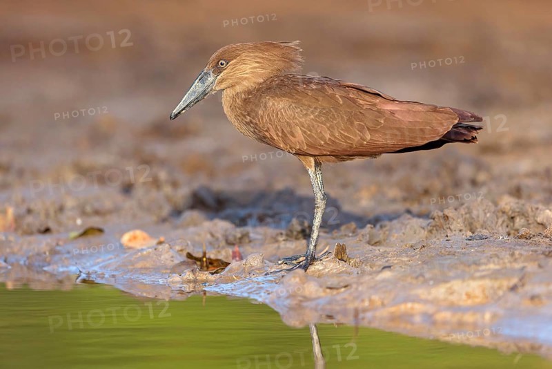 Hammerhead, Hammerhead, Hamerkop, (Scopus umbretta), Ombrette africaine, Avemartillo, Shadebird, Waterbird, Marakissa River Camp / Canoe tri, Marakissa, South Bank, Gambia, Africa