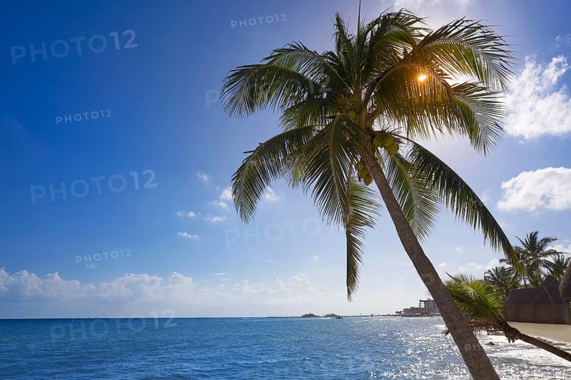Playa del Carmen beach palm trees in Riviera Maya Caribbean of Mexico