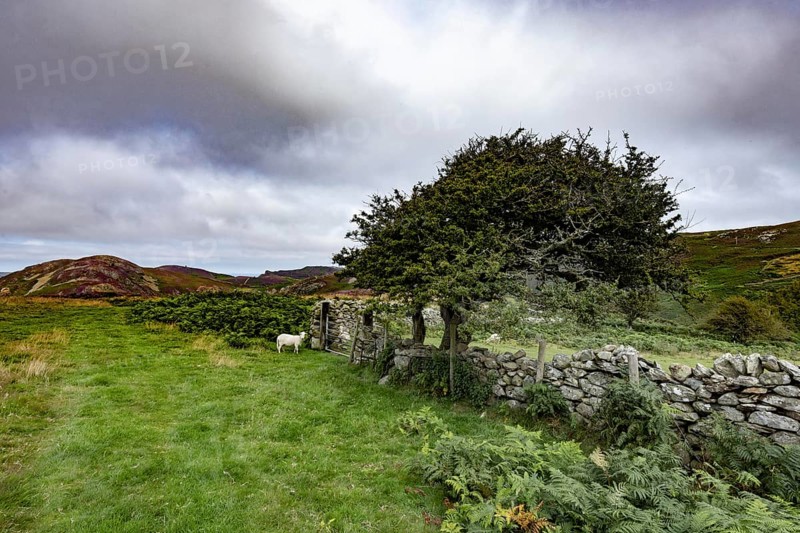 Hilly landscape with green meadows, sheep and stone wall, dry stone wall on the edge of Snowdonia National Park, Penmaenmawr, Dwygyfylchi, Caernarfonshire, Conwy County Borough, Wales, United Kingdom, Europe