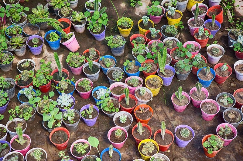 Plants in colourful flower pots in a greenhouse in Maschwitz Province Buenos Aires, Argentina 2017