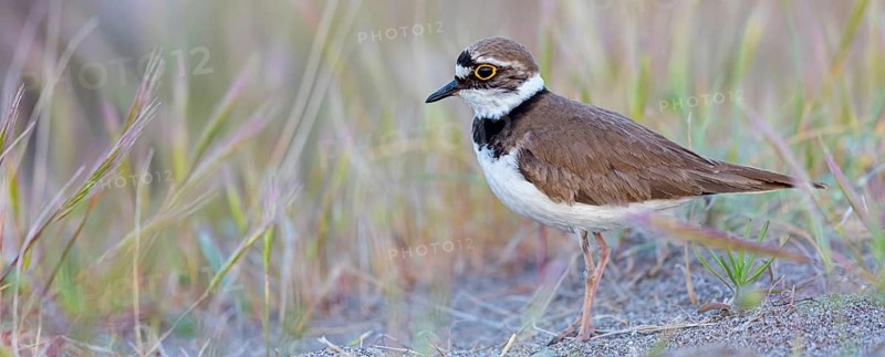 Little Ringed Plover, Little Ringed Plover, (Charadrius dubius), plover family, biotope, foraging, Lesbos, Lesbos Island, Greece, Europe