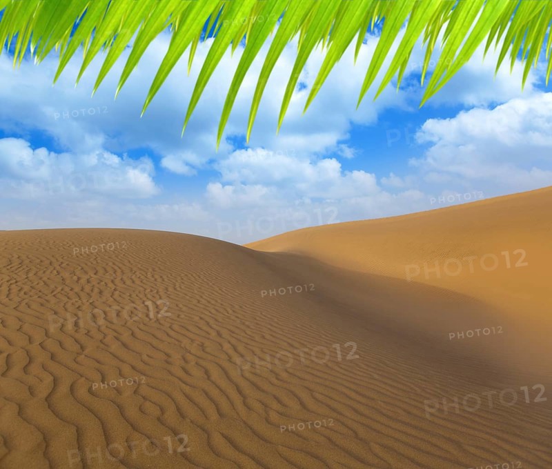Desert sand dunes in Maspalomas Oasis Gran Canaria at Canary islands