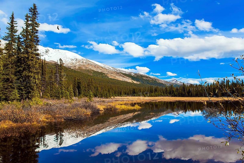 Shallow bog overgrown with yellowed grass at the foot of Lake Peyto. Autumn trip to the Rockies of Canada. Clouds reflected in the smooth water of the lake. The concept of eco and photo tourism