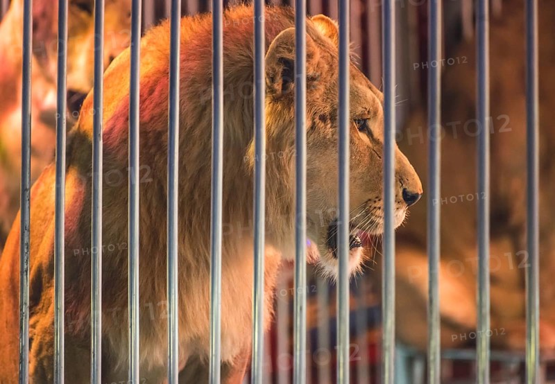 Lion in circus and audience