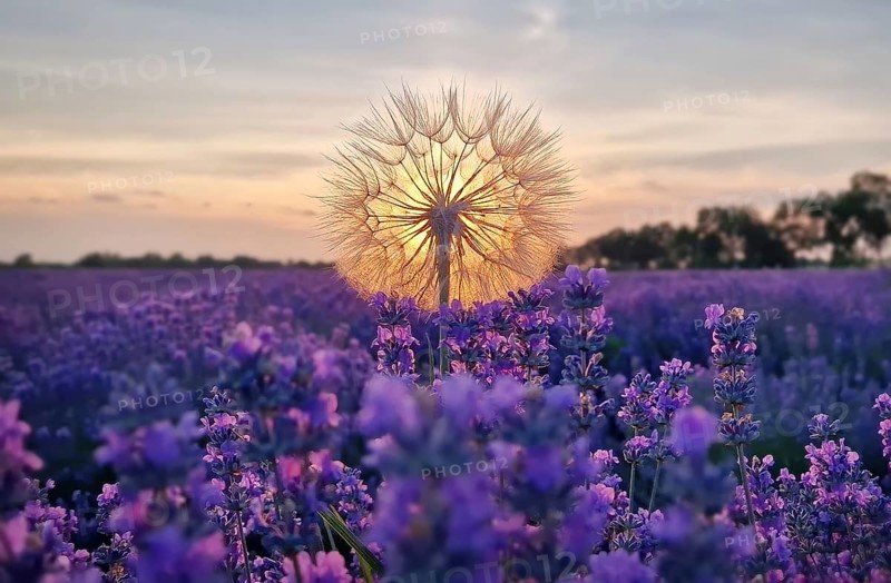 Closeup fluffy dandelion against vibrant sunset in the purple lavender field. Beautiful summer landscape, fragrant lavandula plants in the meadow