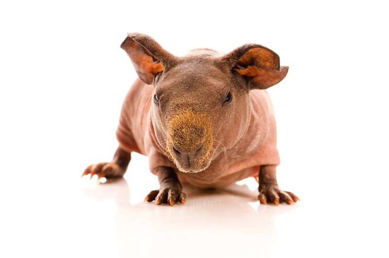 Skinny guinea pig on the white, poland