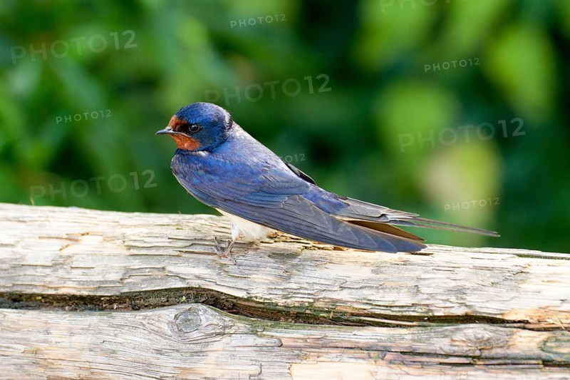 Barn Swallow Hirundo rustica, order Passeriformes, suborder Passeres, family Swallows (Hirundinidae), genus Hirundo