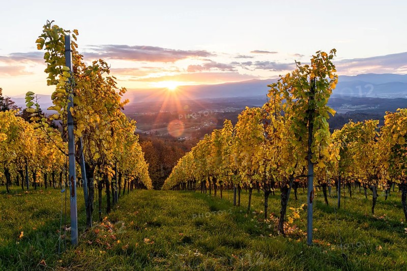 Vineyard in the evening light, cloudy mood at sunset on the Sausal Wine Route, St. Andrä-Höch, Sausal wine country, Styria, Austria, Europe