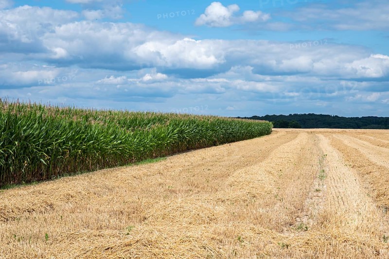 Golden harvested wheat fields at the Wallon countryside around Grez-Doiceau, Belgium, Europe