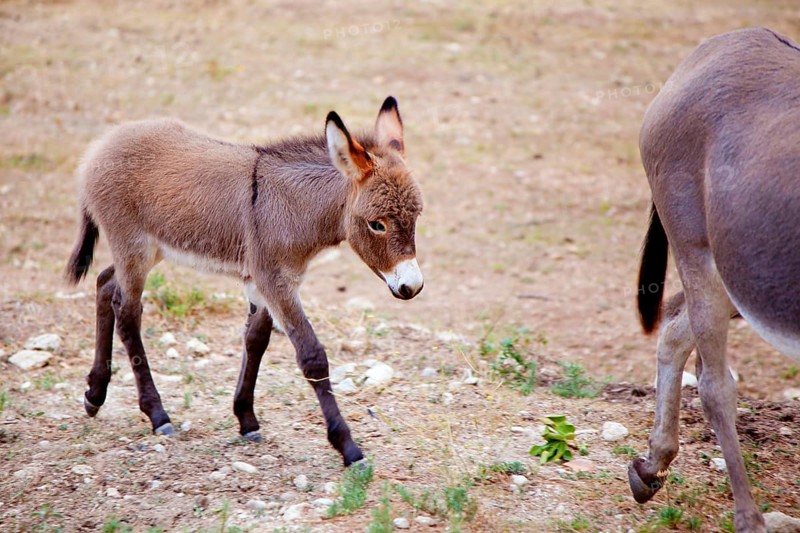 Baby donkey mule with mother in mediterranean Spain