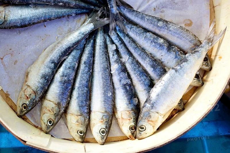 Brine salted sardines fish in round wood box in Mediterranean
