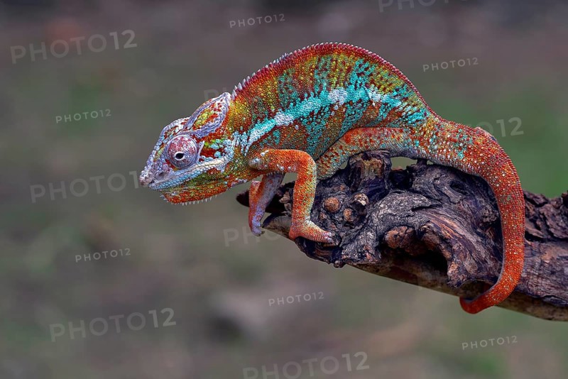The panther chameleon (Furcifer pardalis) on a tree branch