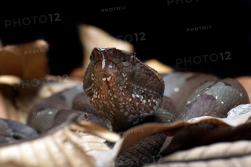 Flat nose pit viper hiding inside a leaves