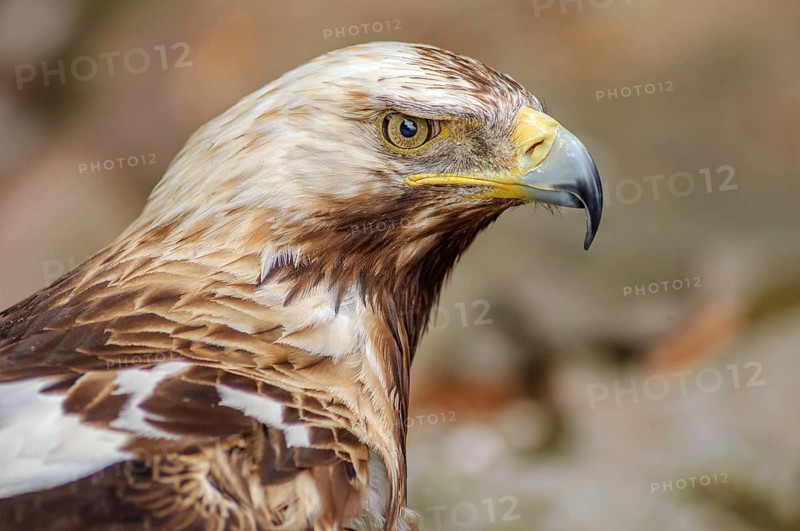 Portrait of the Iberian imperial eagle backgroud