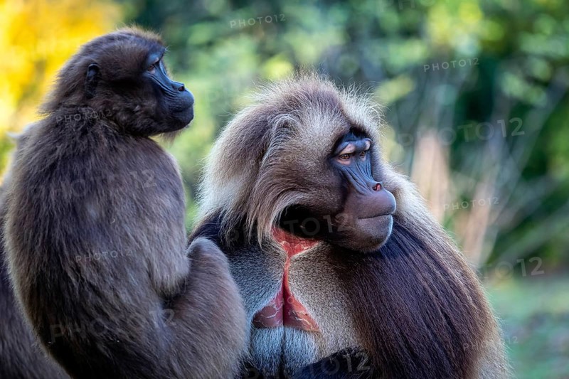 Family of gelada baboons (Theropithecus gelada)