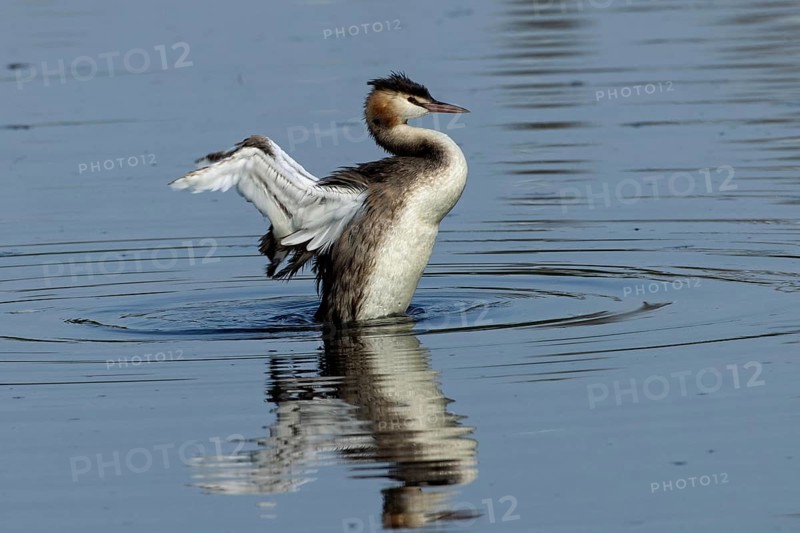 Great crested grebe adult bird with open wings swimming in water with reflection on the right