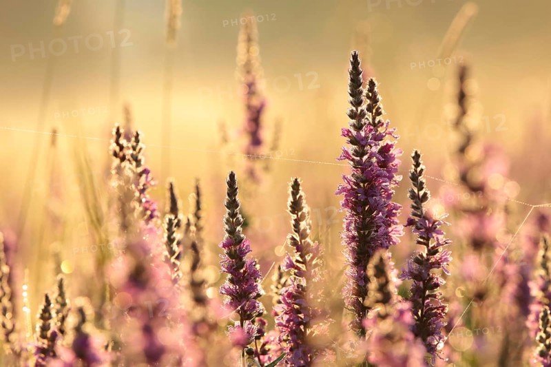 Loosestrife, Lythrum salicaria on a meadow at dawn
