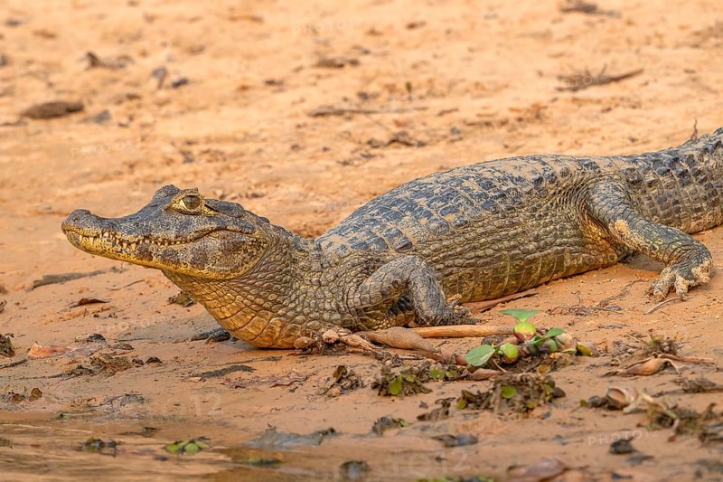 Caiman (Caimaninae), Crocodile (Alligatoridae), crocodile (Crocodylia), close-up view, Pantanal, inland, wetland, UNESCO Biosphere Reserve, World Heritage Site, wetland biotope, Mato Grosso, Brazil, South America