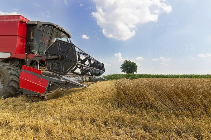 Combine harvesting a wheat field. Combine working the field