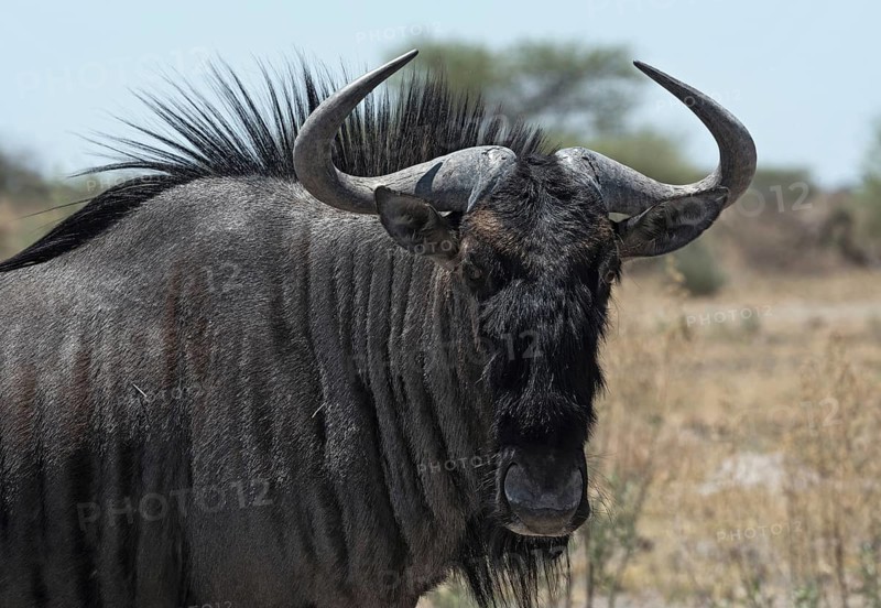 Blue wildebeest in Nxai-Pan-National Park, Botswana, Africa